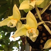 Rare orchid comes into bloom at Treborth botanic gardens
